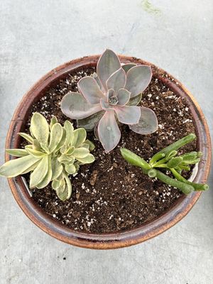 8.5 8.5"Succulent Chess Bowl
