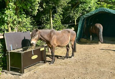 Original HORSEFEED BOX FULL TIME CONTROLLED DEEP BLACK EDITION