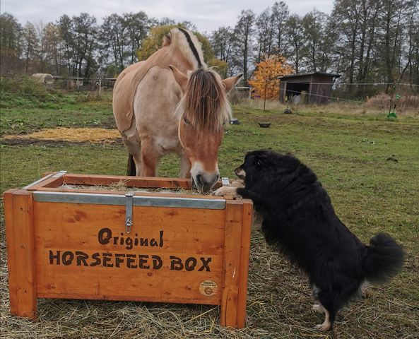 Original HORSEFEED BOX DEEP SHORT