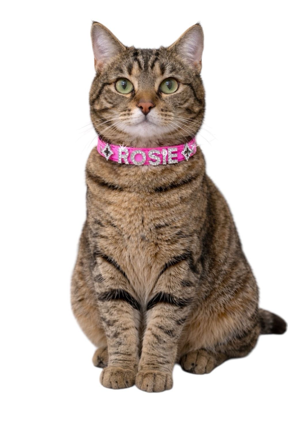 CUSTOM BREAK-A-WAY CAT COLLAR (ONE SIZE)