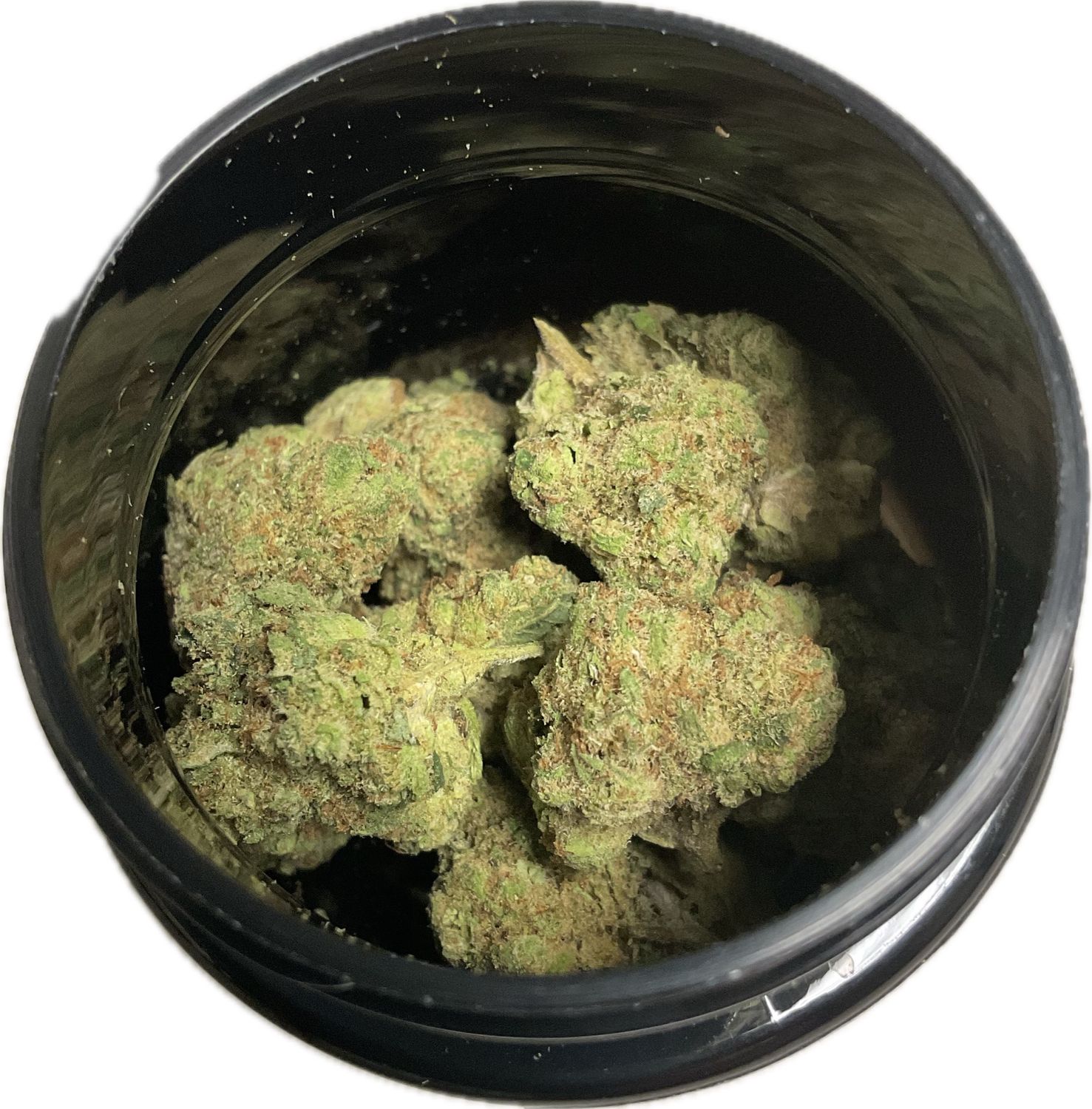 Zen Garden - Rainbow Mintz - Hybrid