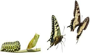 La chenille qui devient papillon