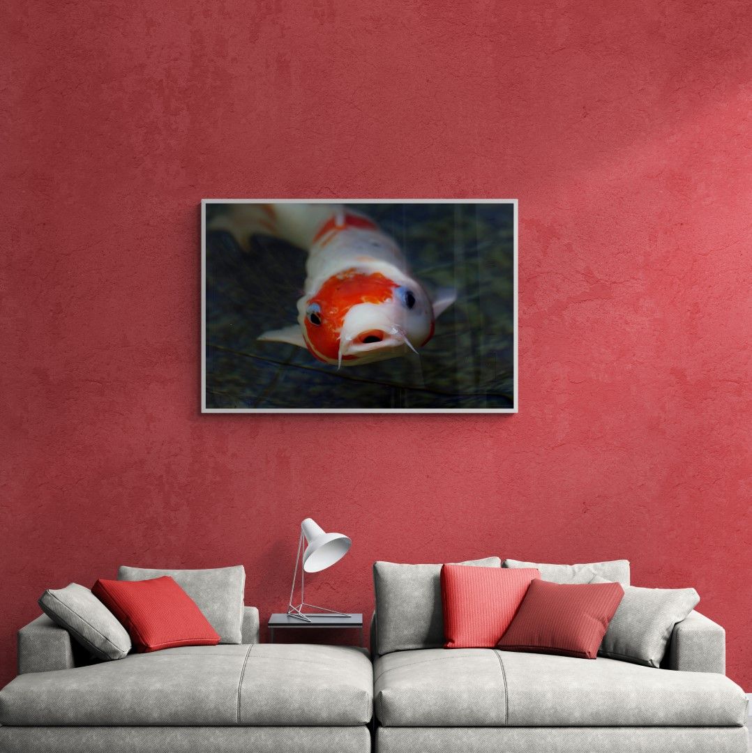 Japan – Koi fish in pond.