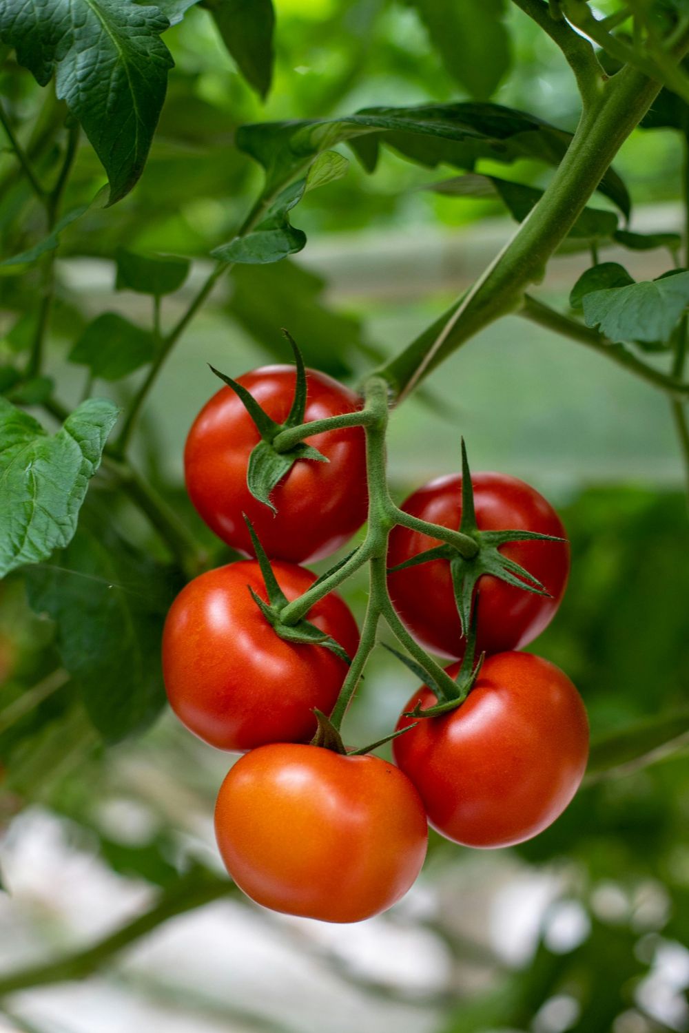 Bio-Tomatensamen "Sonnenglück“