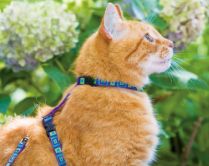 Leashes, Collars, & Harnesses