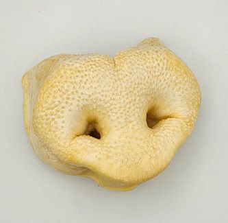 Penny Pet  Pig Snout Dog Chew, 1-ct