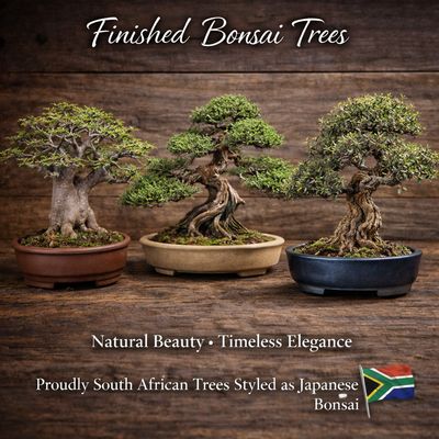 Finished Bonsai Trees