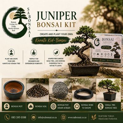 Self Starting Bonsai (Gift Packs)