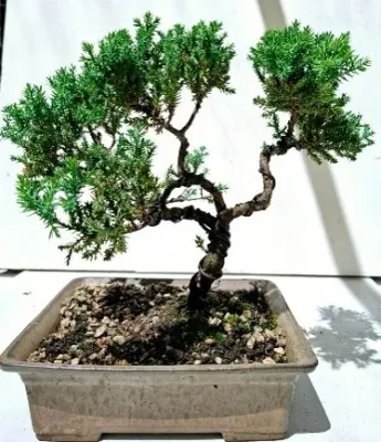 Bonsai Trees from R969 to R1499