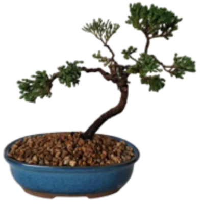 Bonsai Trees from R669 to R799