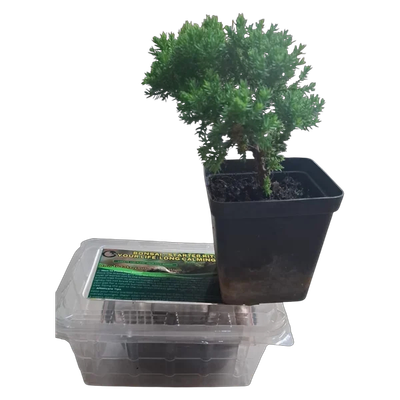 Self Planting, Shaping Bonsai kit with tree