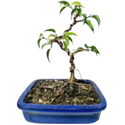 Bonsai Trees from R199 to R249
