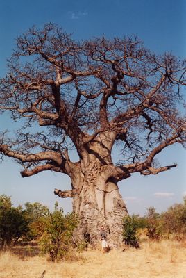 Baobab / Kremetart