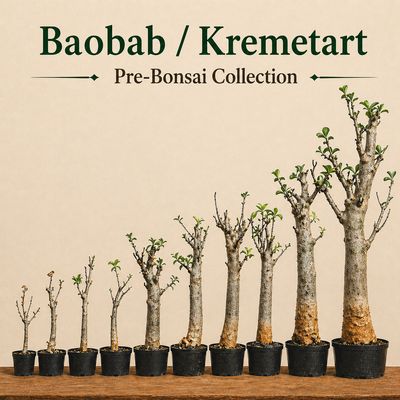 Baobab / Kremetart Pre-Bonsai