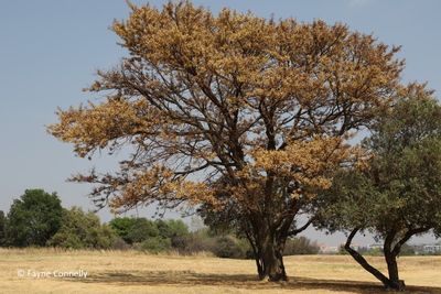 Senegalia galpinii (monkey-thorn)
