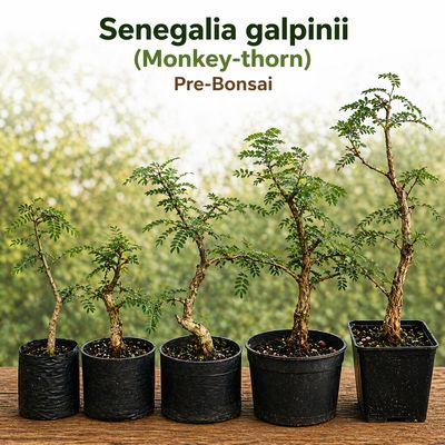 Senegalia galpinii (monkey-thorn)