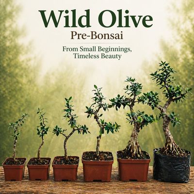 Wild Olive (Olea europaea subsp. africana)