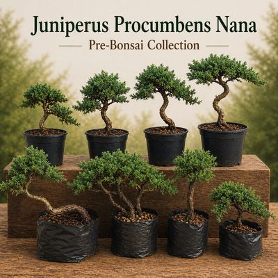Juniperus procumbens Nana (Dwarf Japanese Juniper)