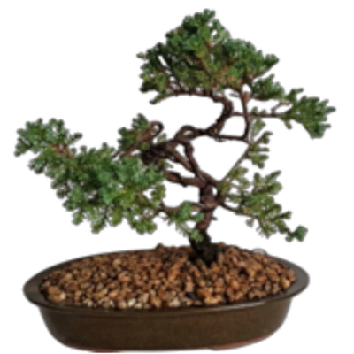 Bonsai Trees from R969 to R1499