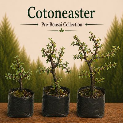 Cotoneaster