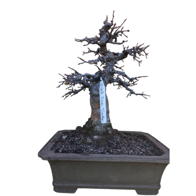 Potted Trees for R249