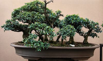 Yamadori, Big Trees Not Available for Shipping