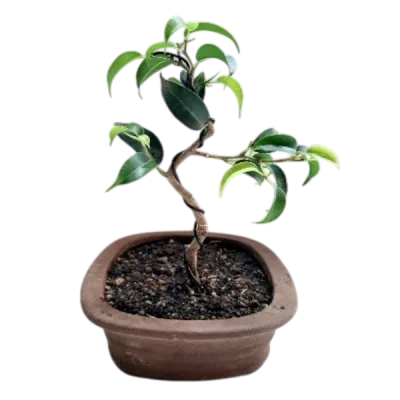 Beginners Starter Bonsai