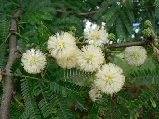 Vachellia gerrardii (Acacia gerrardii) - Swarthaakdoring