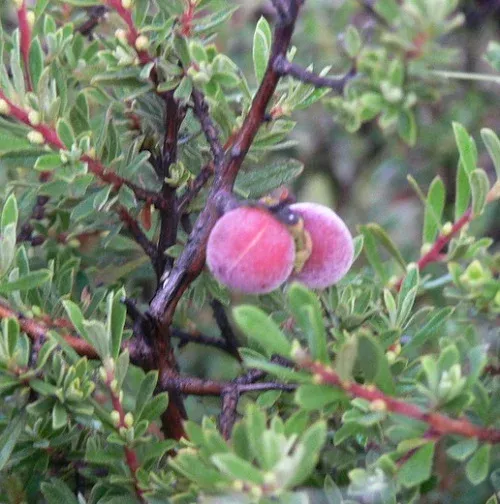 Diospyros austro-africana subsp. microphylla - star-apple, kraaibessie - 10 Seeds