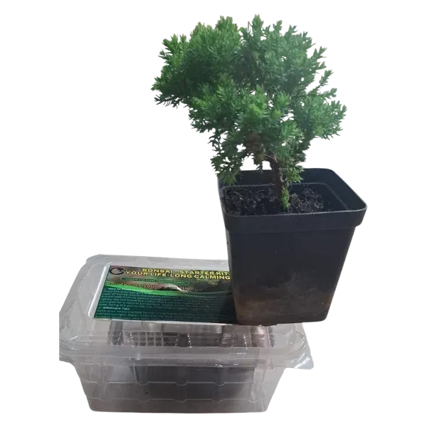 Bonsai Starter Pack, Your Life-Long Calming Pill