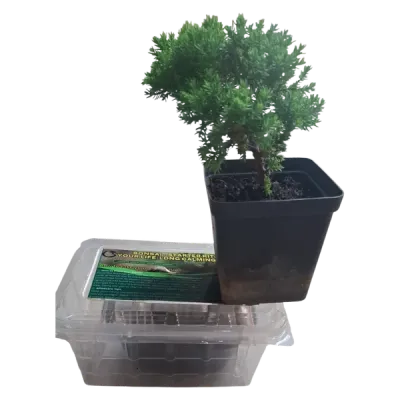 Bonsai Starter Pack, Your Life-Long Calming Pill
