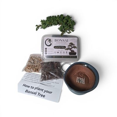 Karate Kid - Juniper Bonsai Kit