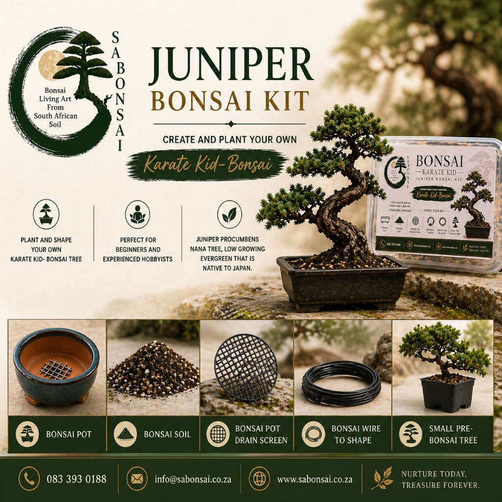 Karate Kid - Juniper Bonsai Kit