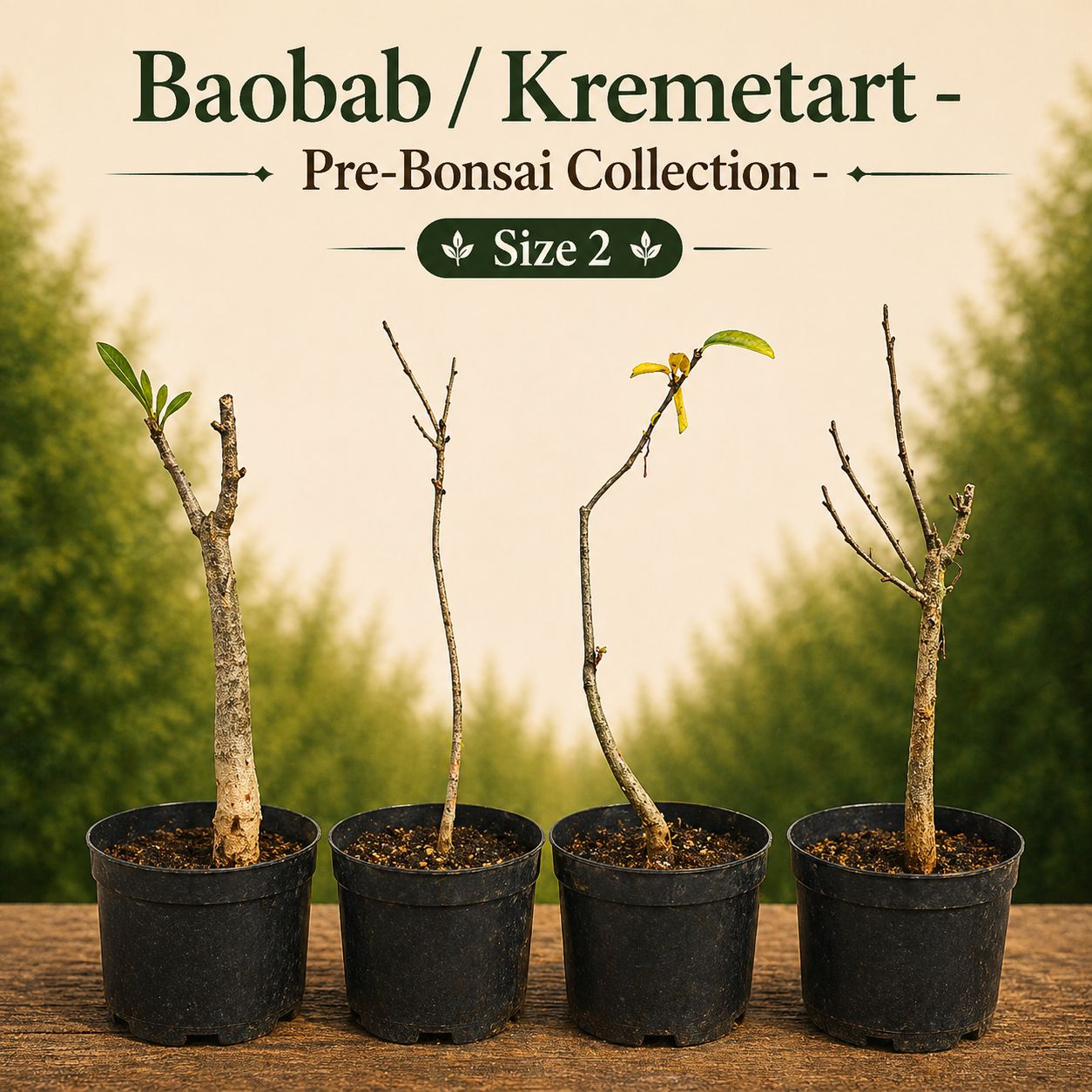 Size 2 - Baobab pre-bonsai
