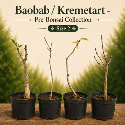 Size 2 - Baobab pre-bonsai
