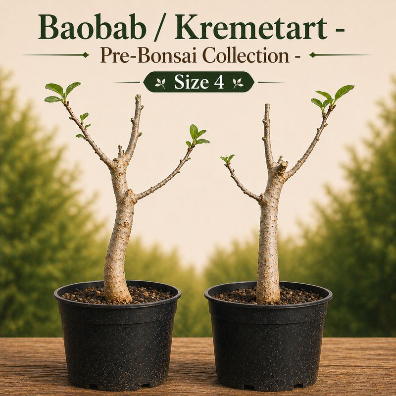 Size 4 - Baobab pre-bonsai