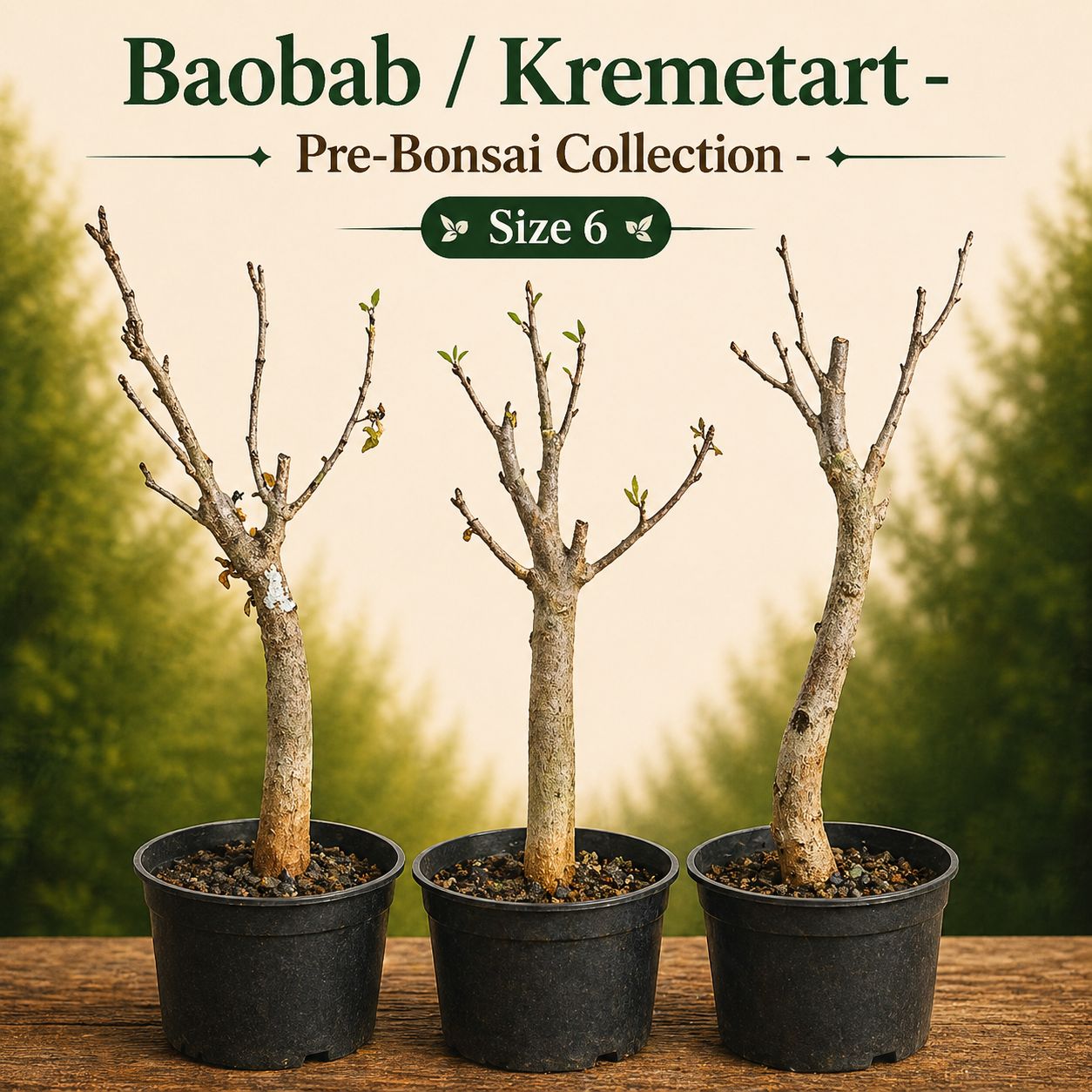 Size 6 - Baobab pre-bonsai