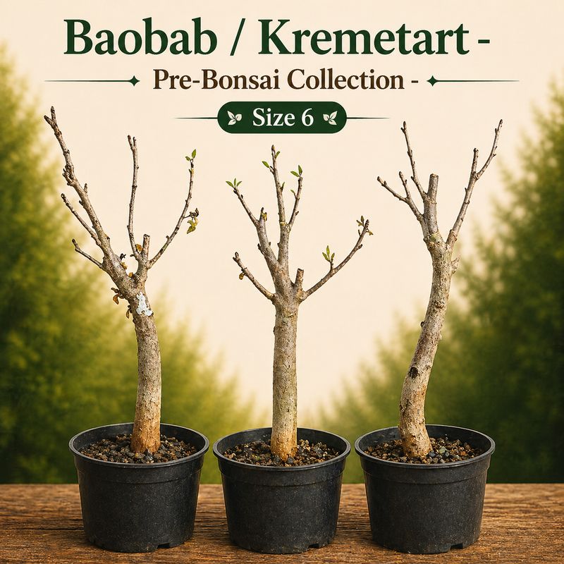 Size 6 - Baobab pre-bonsai
