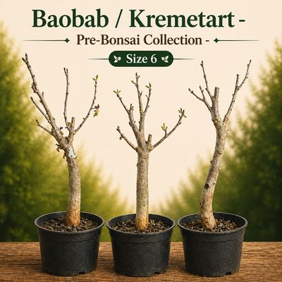 Size 6 - Baobab pre-bonsai