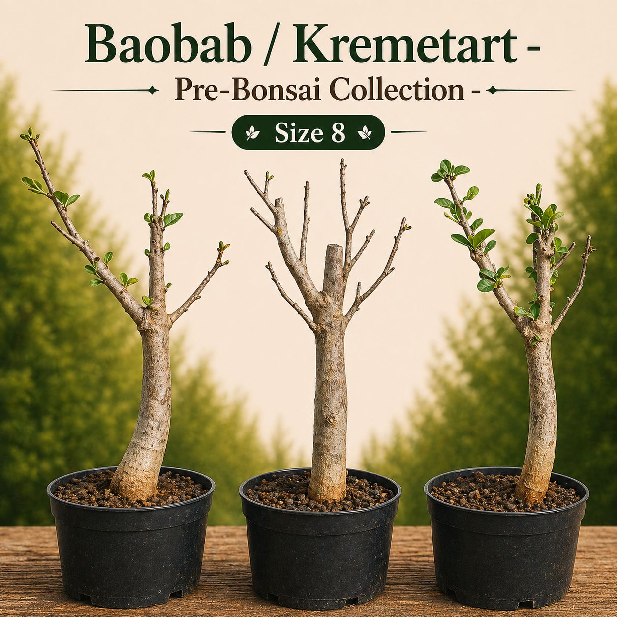 Size 8 - Baobab pre-bonsai