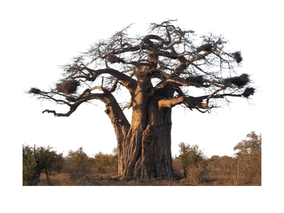 Size 10 - Baobab pre-bonsai