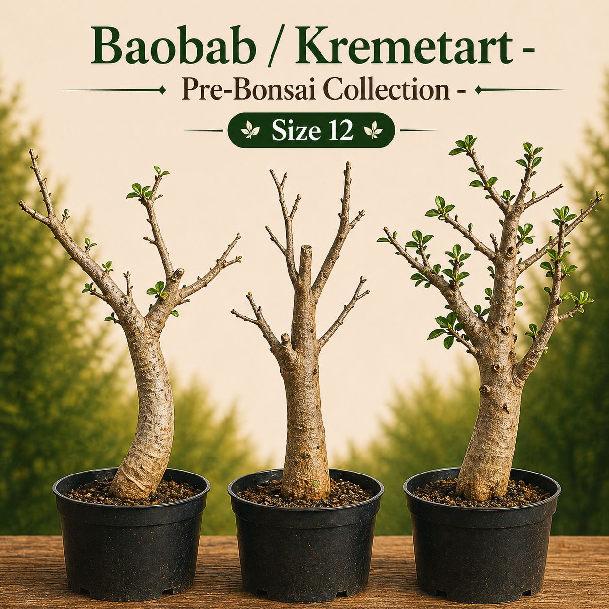 Size 12 - Baobab pre-bonsai