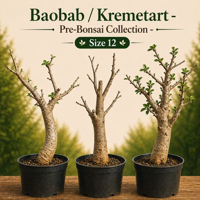 Size 12 - Baobab pre-bonsai