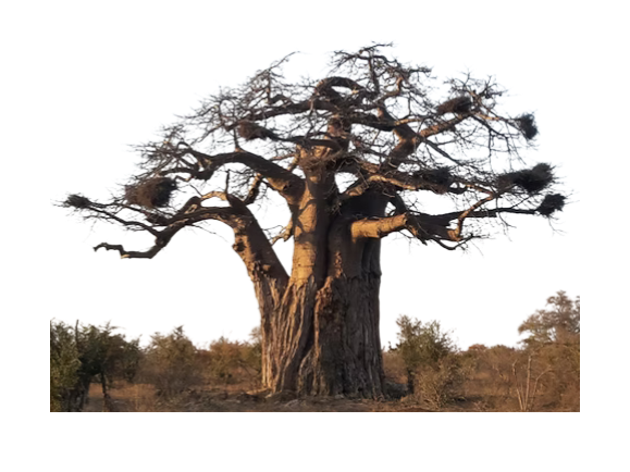 Size 14 - Baobab pre-bonsai