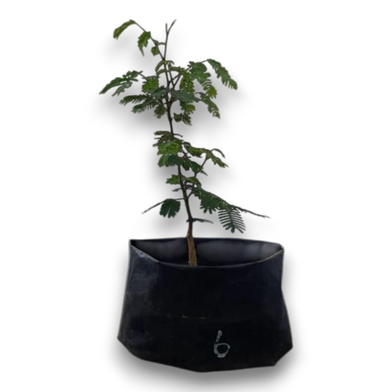 Size 2 + Senegalia galpinii (monkey-thorn) Pre-Bonsai
