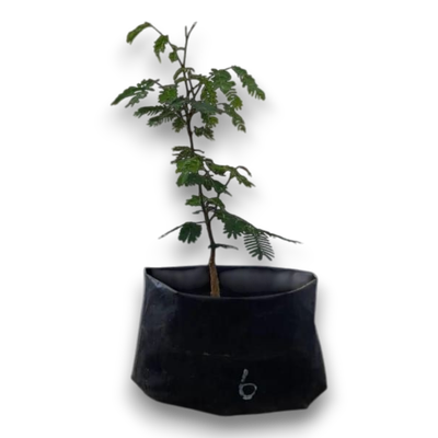 Size 2 + Senegalia galpinii (monkey-thorn) Pre-Bonsai