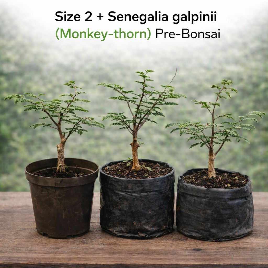 Size 2 + Senegalia galpinii (monkey-thorn) Pre-Bonsai