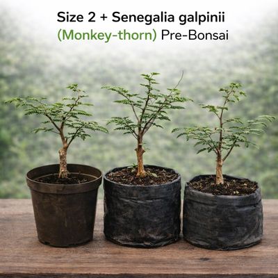 Size 2 + Senegalia galpinii (monkey-thorn) Pre-Bonsai