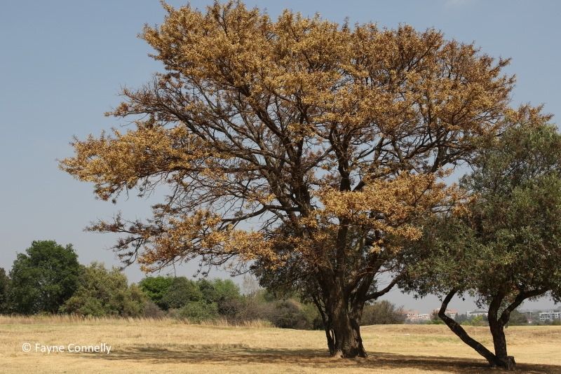 Size 4 + Senegalia galpinii (monkey-thorn) Pre-Bonsai
