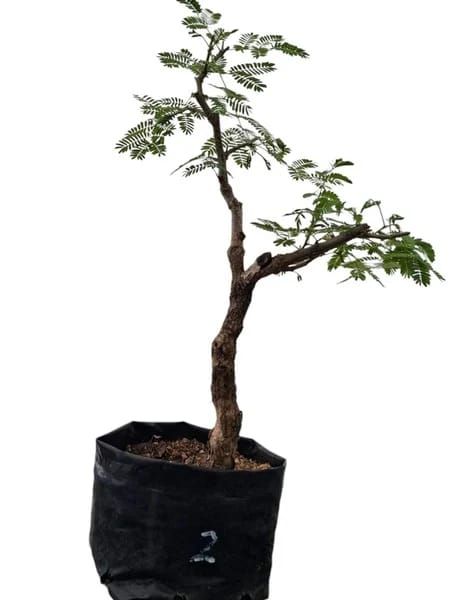 Size 4 + Senegalia galpinii (monkey-thorn) Pre-Bonsai